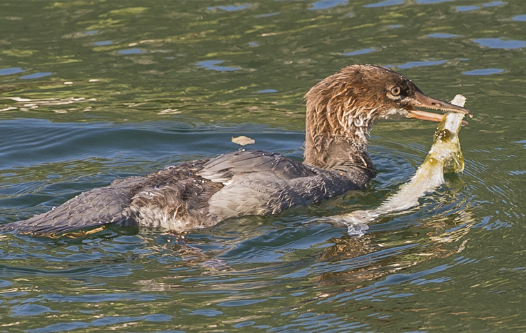 giovani di Smergo maggiore (Mergus merganser)